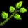 leaves.xin